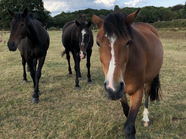 Commissioned Horses